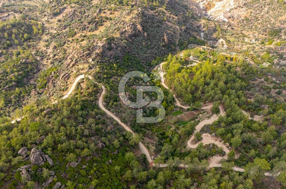 CB MARİNA'DAN İNCEKEMER'DE YATIRIMLIK SATILIK ZEYTİNLİK