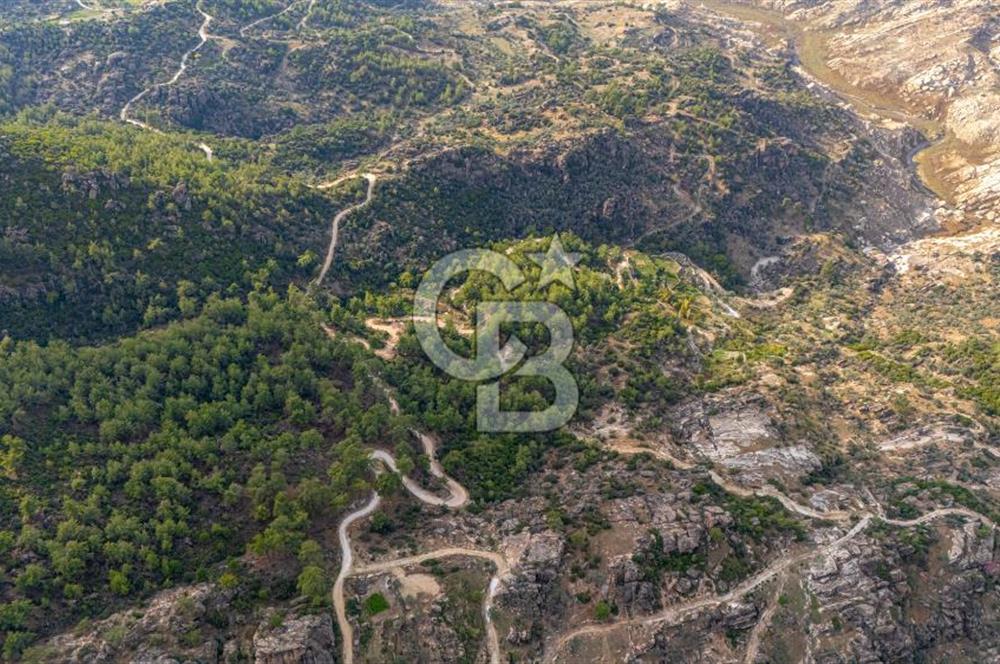 CB MARİNA'DAN İNCEKEMER'DE YATIRIMLIK SATILIK ZEYTİNLİK