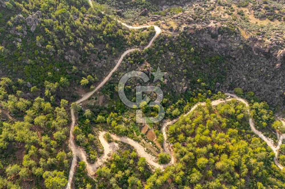 CB MARİNA'DAN İNCEKEMER'DE YATIRIMLIK SATILIK ZEYTİNLİK