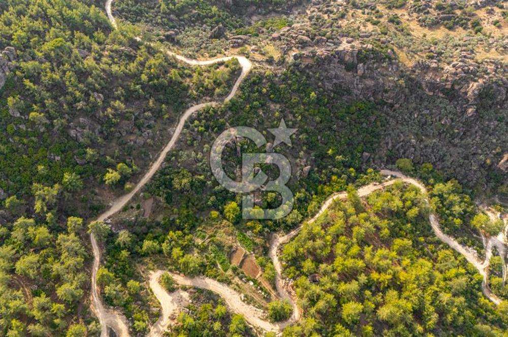 CB MARİNA'DAN İNCEKEMER'DE YATIRIMLIK SATILIK ZEYTİNLİK