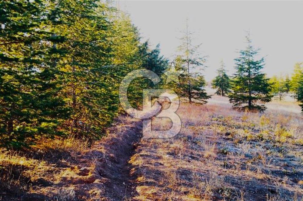 Gölbaşı Karaalide Etrafı Çamlarla çevrili 5668 m2 Satılık Tarla