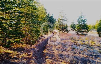 Gölbaşı Karaalide Etrafı Çamlarla çevrili 5668 m2 Satılık Tarla