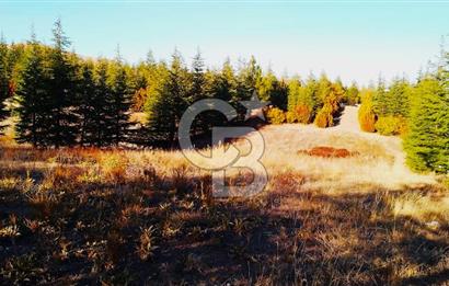 Gölbaşı Karaalide Etrafı Çamlarla çevrili 5668 m2 Satılık Tarla