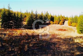 Gölbaşı Karaalide Etrafı Çamlarla çevrili 5668 m2 Satılık Tarla