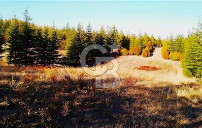 Gölbaşı Karaalide Etrafı Çamlarla çevrili 5668 m2 Satılık Tarla