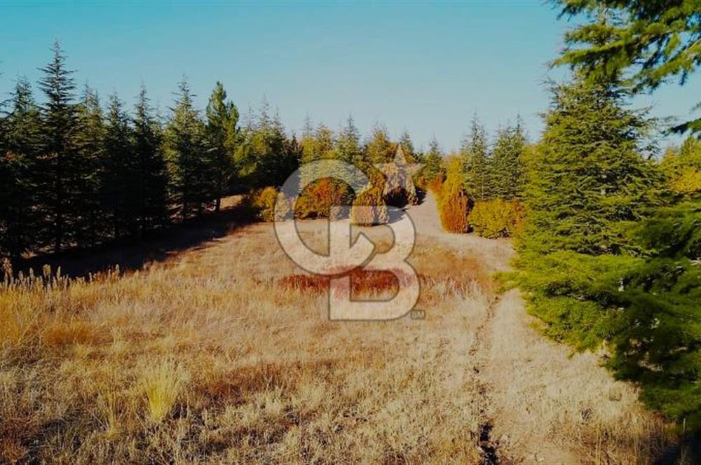 Gölbaşı Karaalide Etrafı Çamlarla çevrili 5668 m2 Satılık Tarla