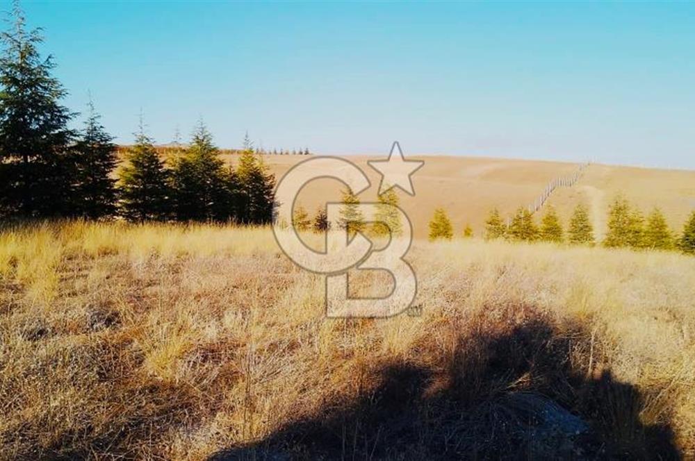 Gölbaşı Karaalide Etrafı Çamlarla çevrili 5668 m2 Satılık Tarla