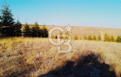 Gölbaşı Karaalide Etrafı Çamlarla çevrili 5668 m2 Satılık Tarla