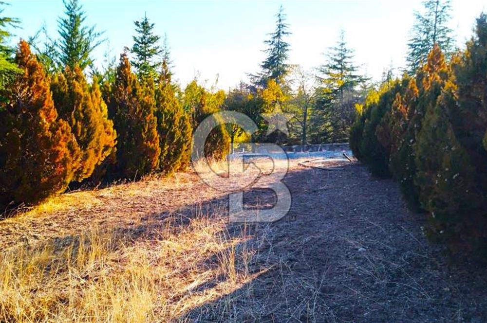 Gölbaşı Karaalide Etrafı Çamlarla çevrili 5668 m2 Satılık Tarla