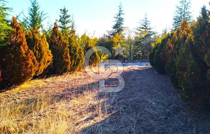 Gölbaşı Karaalide Etrafı Çamlarla çevrili 5668 m2 Satılık Tarla