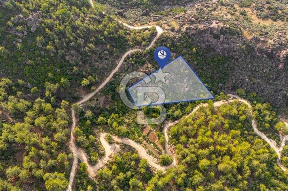 CB MARİNA'DAN İNCEKEMER'DE YATIRIMLIK SATILIK ZEYTİNLİK