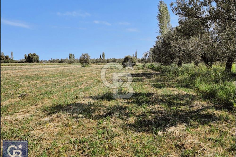 AYVACIK/ TUZLA-GÜLPINAR ASFALTINA CEPHE 10.536M2 SÜPER ARAZİ