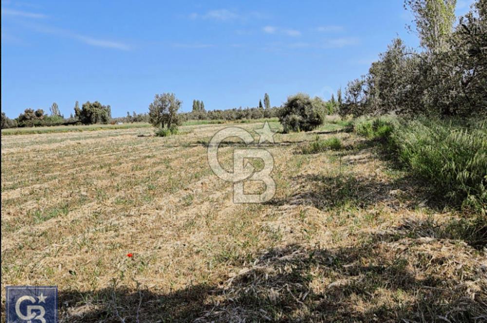 AYVACIK/ TUZLA-GÜLPINAR ASFALTINA CEPHE 10.536M2 SÜPER ARAZİ