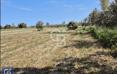 AYVACIK/ TUZLA-GÜLPINAR ASFALTINA CEPHE 10.536M2 SÜPER ARAZİ
