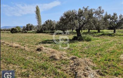 AYVACIK/ TUZLA-GÜLPINAR ASFALTINA CEPHE 10.536M2 SÜPER ARAZİ