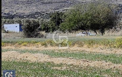 AYVACIK/ TUZLA-GÜLPINAR ASFALTINA CEPHE 10.536M2 SÜPER ARAZİ