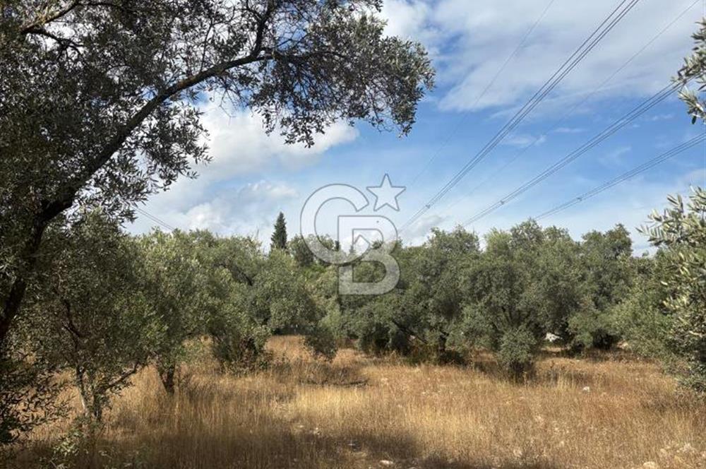 Muğla Yatağan Yeniköy Mahallesinde 6.585 m² Turgut Yoluna Cepheli Zeytliklik