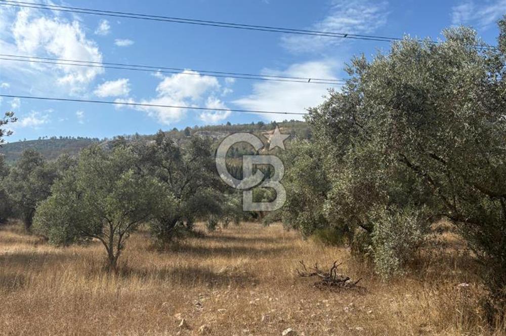 Muğla Yatağan Yeniköy Mahallesinde 6.585 m² Turgut Yoluna Cepheli Zeytliklik