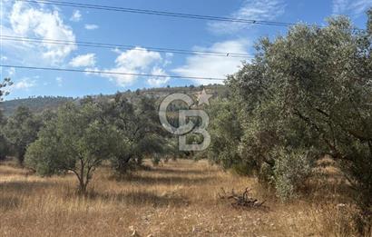 Muğla Yatağan Yeniköy Mahallesinde 6.585 m² Turgut Yoluna Cepheli Zeytliklik