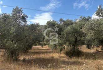 Muğla Yatağan Yeniköy Mahallesinde 6.585 m² Turgut Yoluna Cepheli Zeytliklik
