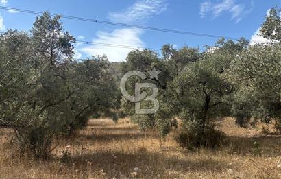 Muğla Yatağan Yeniköy Mahallesinde 6.585 m² Turgut Yoluna Cepheli Zeytliklik