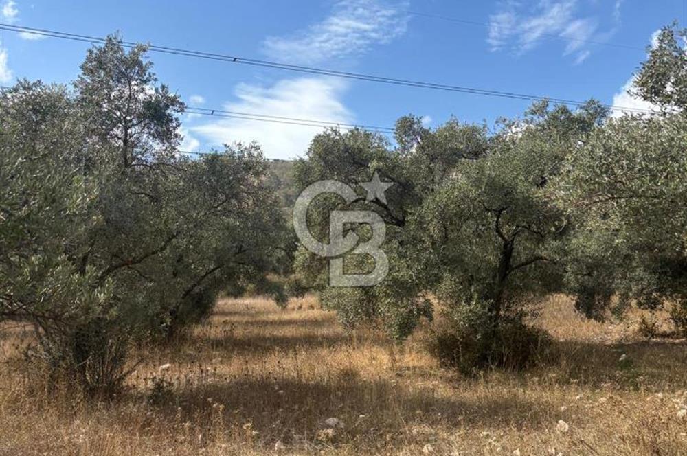 Muğla Yatağan Yeniköy Mahallesinde 6.585 m² Turgut Yoluna Cepheli Zeytliklik