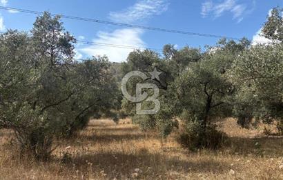 Muğla Yatağan Yeniköy Mahallesinde 6.585 m² Turgut Yoluna Cepheli Zeytliklik