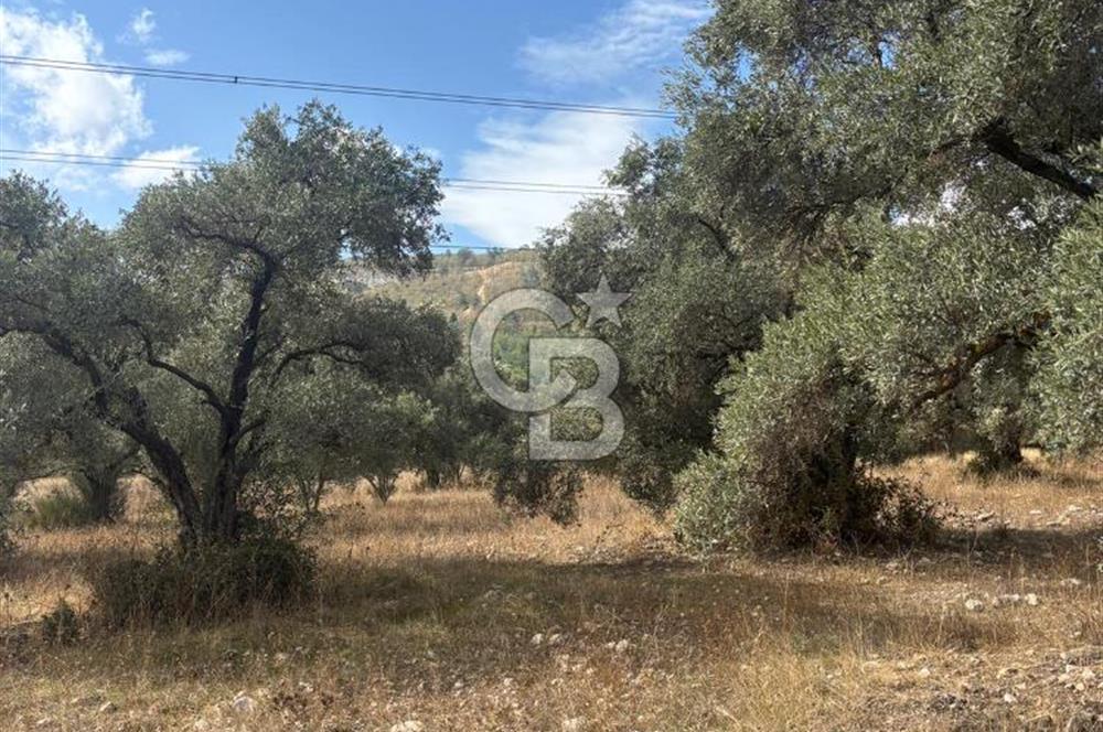 Muğla Yatağan Yeniköy Mahallesinde 6.585 m² Turgut Yoluna Cepheli Zeytliklik