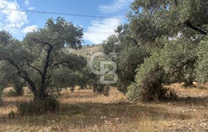 Muğla Yatağan Yeniköy Mahallesinde 6.585 m² Turgut Yoluna Cepheli Zeytliklik