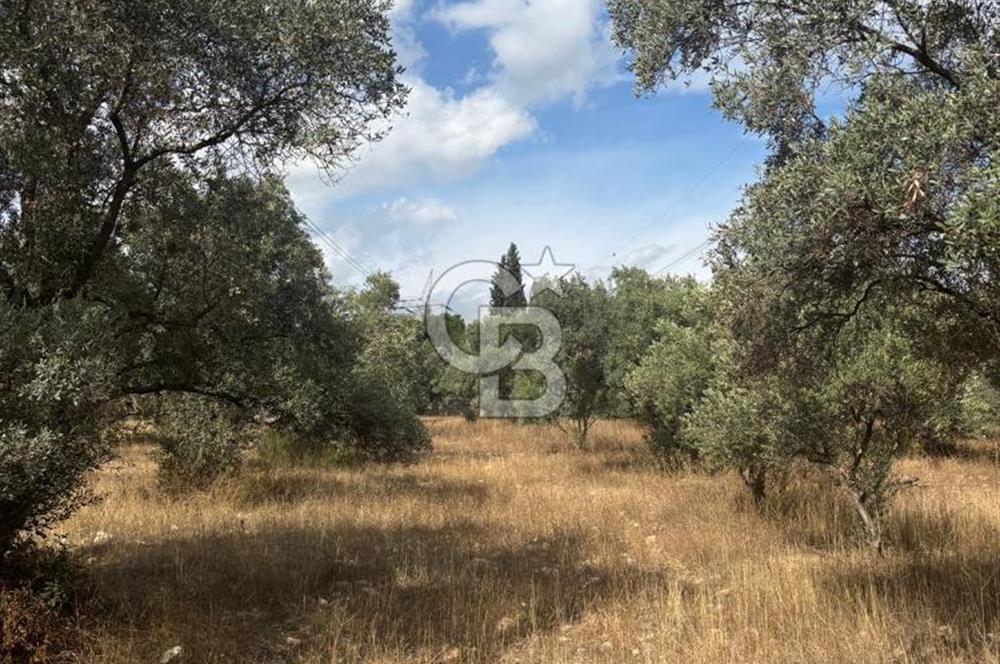 Muğla Yatağan Yeniköy Mahallesinde 6.585 m² Turgut Yoluna Cepheli Zeytliklik