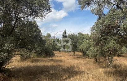 Muğla Yatağan Yeniköy Mahallesinde 6.585 m² Turgut Yoluna Cepheli Zeytliklik