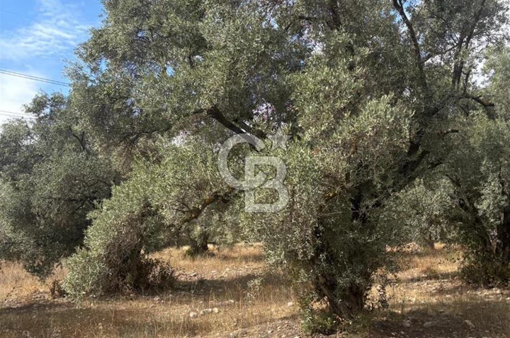 Muğla Yatağan Yeniköy Mahallesinde 6.585 m² Turgut Yoluna Cepheli Zeytliklik