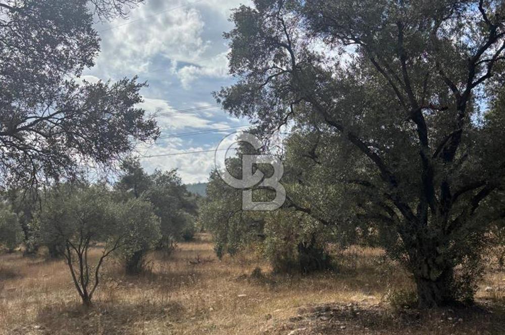 Muğla Yatağan Yeniköy Mahallesinde 6.585 m² Turgut Yoluna Cepheli Zeytliklik
