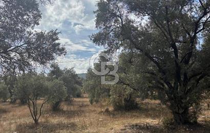 Muğla Yatağan Yeniköy Mahallesinde 6.585 m² Turgut Yoluna Cepheli Zeytliklik