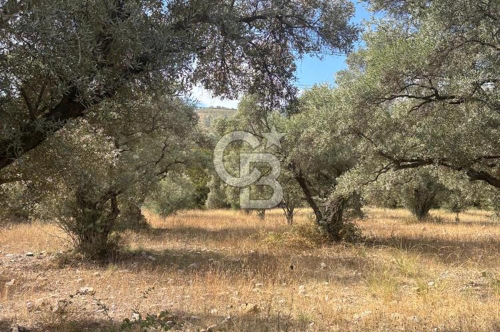 Muğla Yatağan Yeniköy Mahallesinde 6.585 m² Turgut Yoluna Cepheli Zeytliklik