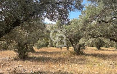 Muğla Yatağan Yeniköy Mahallesinde 6.585 m² Turgut Yoluna Cepheli Zeytliklik