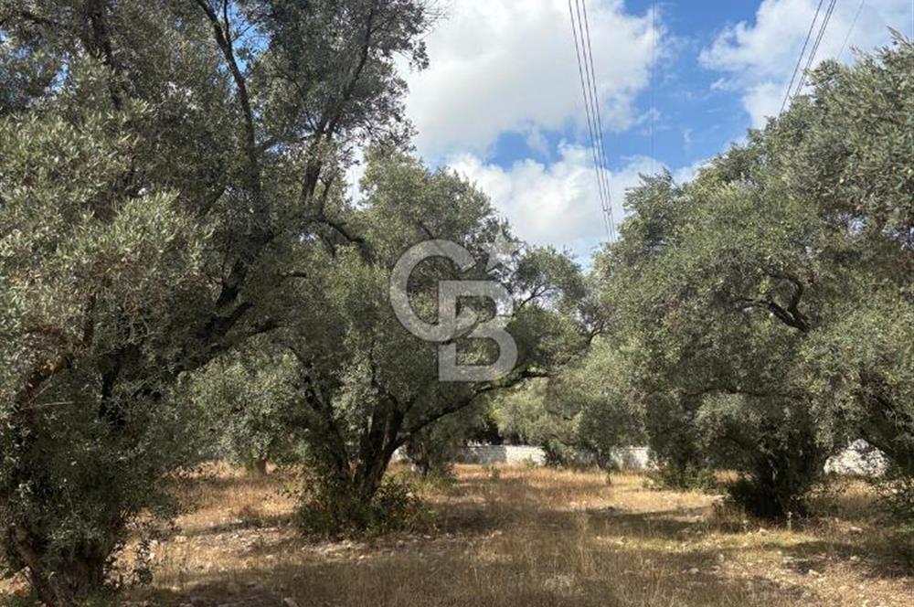 Muğla Yatağan Yeniköy Mahallesinde 6.585 m² Turgut Yoluna Cepheli Zeytliklik