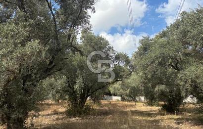 Muğla Yatağan Yeniköy Mahallesinde 6.585 m² Turgut Yoluna Cepheli Zeytliklik
