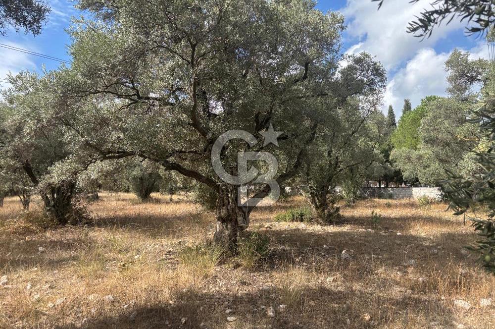 Muğla Yatağan Yeniköy Mahallesinde 6.585 m² Turgut Yoluna Cepheli Zeytliklik