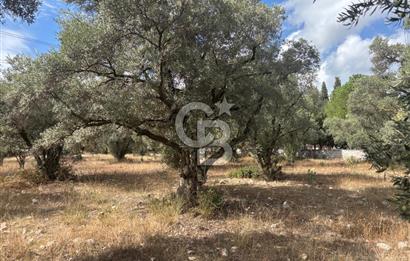 Muğla Yatağan Yeniköy Mahallesinde 6.585 m² Turgut Yoluna Cepheli Zeytliklik