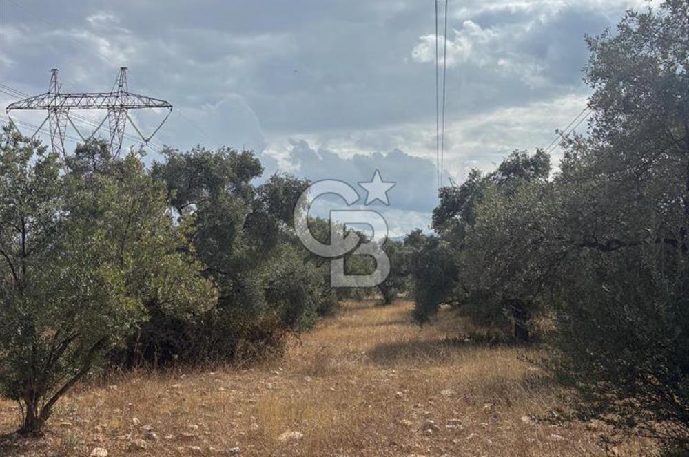 Muğla Yatağan Yeniköy Mahallesinde 6.585 m² Turgut Yoluna Cepheli Zeytliklik