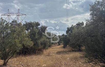 Muğla Yatağan Yeniköy Mahallesinde 6.585 m² Turgut Yoluna Cepheli Zeytliklik