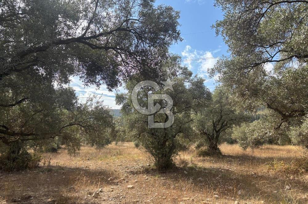 Muğla Yatağan Yeniköy Mahallesinde 6.585 m² Turgut Yoluna Cepheli Zeytliklik