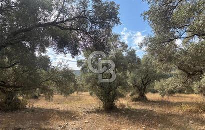 Muğla Yatağan Yeniköy Mahallesinde 6.585 m² Turgut Yoluna Cepheli Zeytliklik
