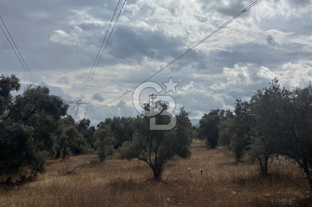 Muğla Yatağan Yeniköy Mahallesinde 6.585 m² Turgut Yoluna Cepheli Zeytliklik