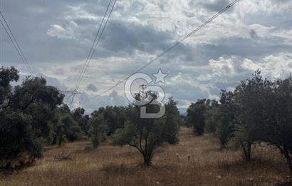 Muğla Yatağan Yeniköy Mahallesinde 6.585 m² Turgut Yoluna Cepheli Zeytliklik