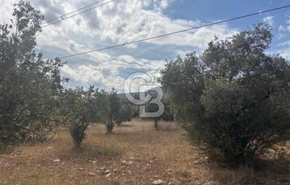 Muğla Yatağan Yeniköy Mahallesinde 6.585 m² Turgut Yoluna Cepheli Zeytliklik