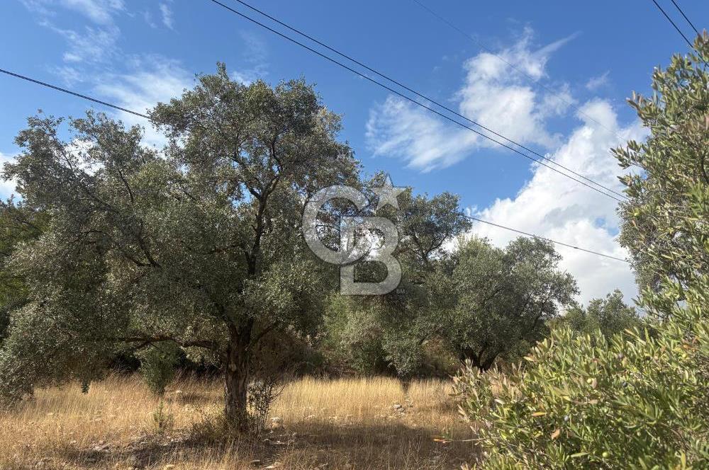 Muğla Yatağan Yeniköy Mahallesinde 6.585 m² Turgut Yoluna Cepheli Zeytliklik
