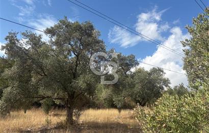 Muğla Yatağan Yeniköy Mahallesinde 6.585 m² Turgut Yoluna Cepheli Zeytliklik