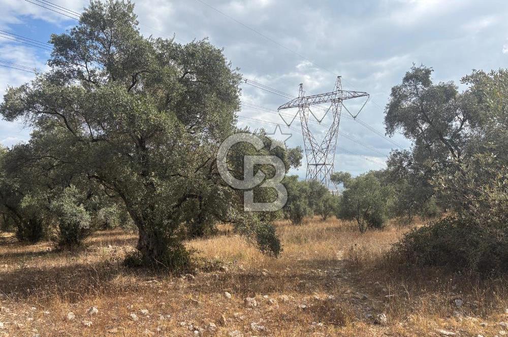 Muğla Yatağan Yeniköy Mahallesinde 6.585 m² Turgut Yoluna Cepheli Zeytliklik